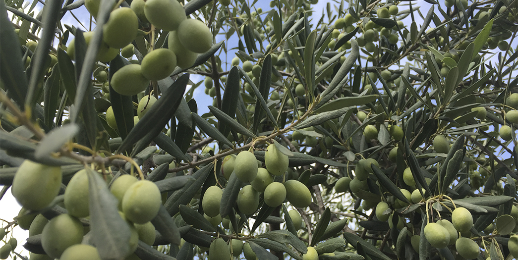 økologiske cerignola oliven